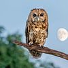 Waldkauz mit Mond im Hintergrund von Paula Ketz
