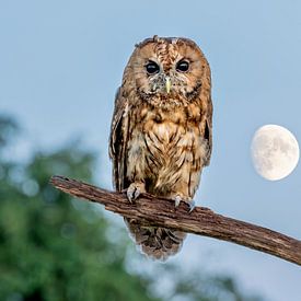 Chouette hulotte avec la lune en arrière-plan sur Paula Ketz