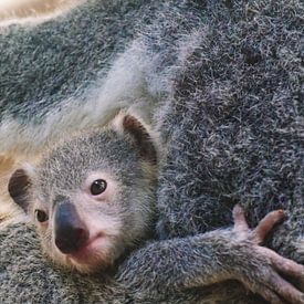 Baby koala by Sascha Rottier