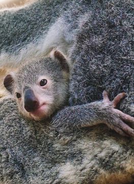 Baby koala van Sascha Rottier
