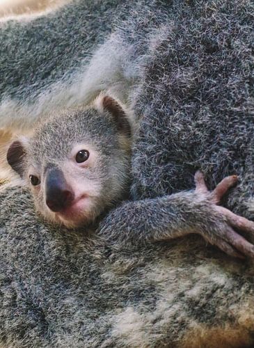 Baby-Koala