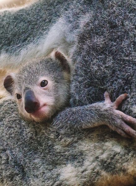 Baby-Koala von Sascha Rottier
