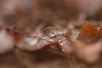 Atmosphärischer Regentropfen auf Herbstblatt
