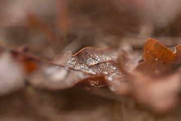 Sfeervolle regendruppel op herfstblad