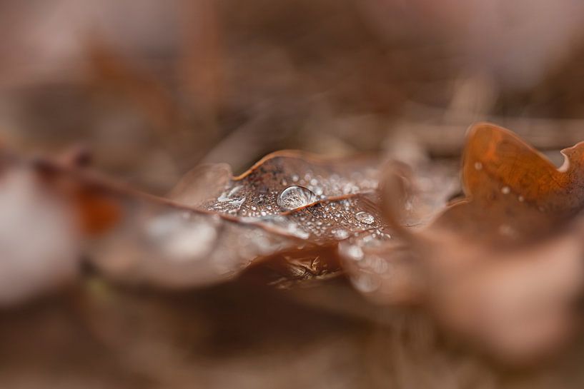 Sfeervolle regendruppel op herfstblad van Kyle van Bavel