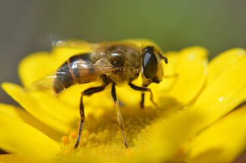 bloemetjes en bijtjes ...   / flowers and a bee van Pascal Engelbarts