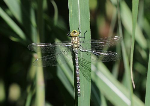 Blauwgroene mozaïekjuffer