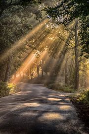 Sonnenstrahlen durch die Bäume von Karlo Bolder