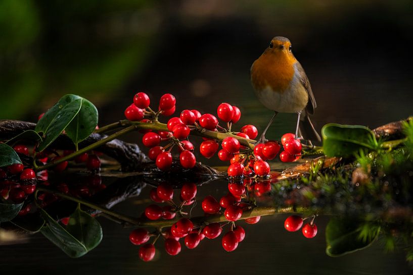 Robin on a branch with red berries overhead. by Brian Morgan