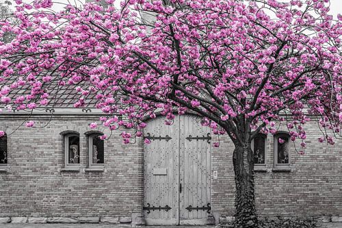 Fleurs roses sur la façade de Gand