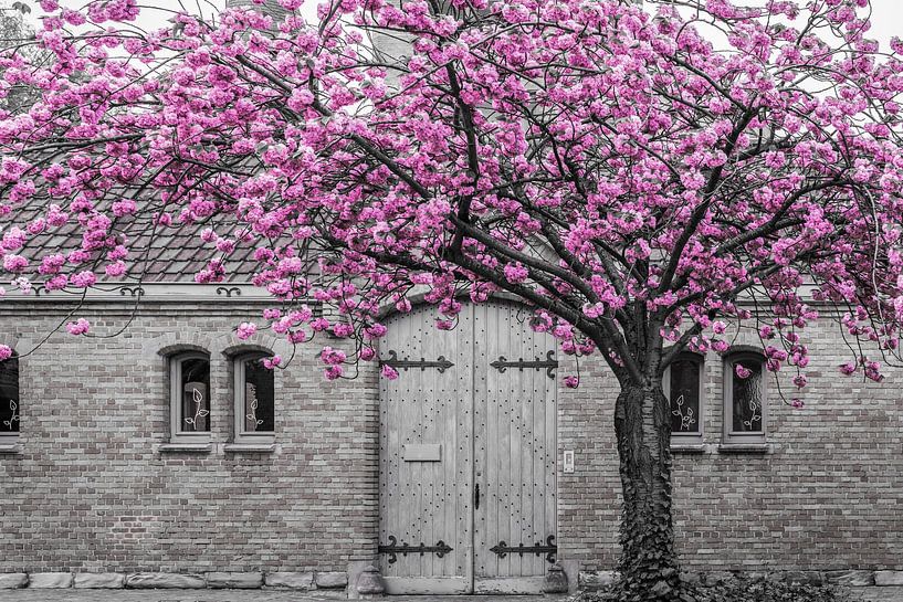 Fleurs roses sur la façade de Gand par Nancy Pauwels Photo