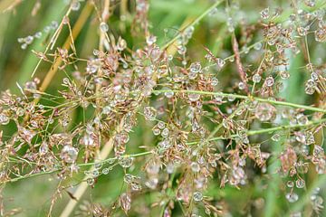 Dauwdruppels in het gras