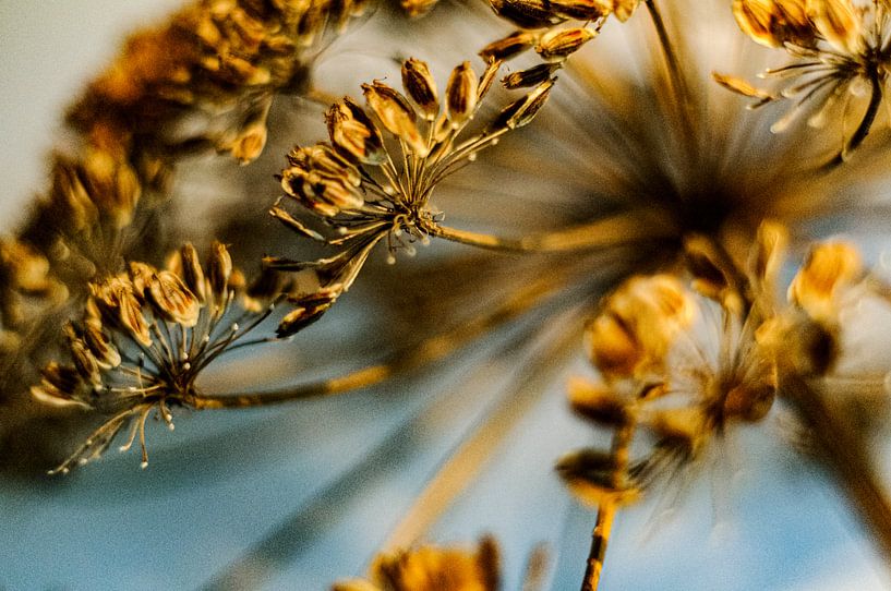 Touched nature by tolitoy creations