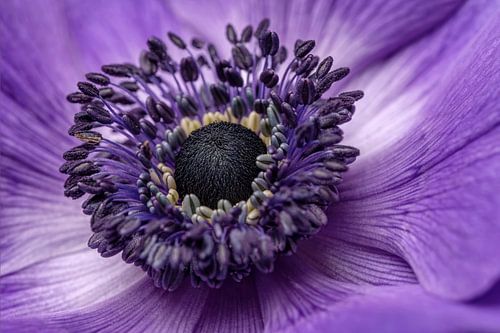 Paarse anemoon macro