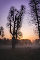 Lever de soleil brumeux à travers les arbres des polders