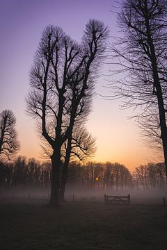 Nebliger Sonnenaufgang durch die Bäume der Polder von Rianne van Baarsen