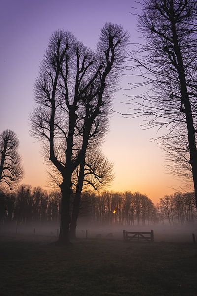 Lever de soleil brumeux à travers les arbres des polders par Rianne van Baarsen