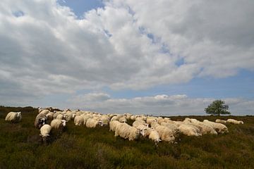 Troupeau de moutons sur le Lemelerberg sur Bernard van Zwol