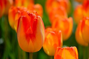 Tulp oranje von Ineke Nientied