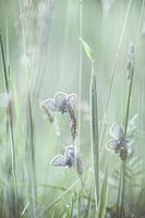 Dreamfields (II)