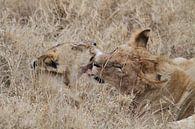 Leeuwen likken elkaar schoon na de maaltijd van Tim Kolbrink thumbnail