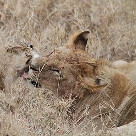 Lions cleaning each other after diner von Tim Kolbrink