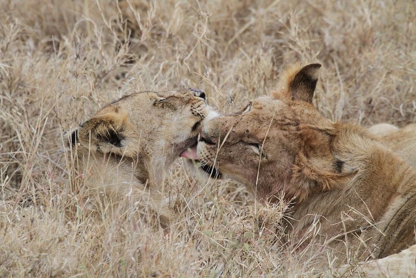 Leeuwen likken elkaar schoon na de maaltijd van Tim Kolbrink