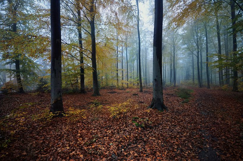 Landschap - Bos van Angelique Brunas