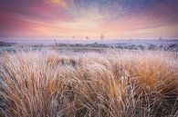 Cold morning on the Balloërveld - Drenthe, the Netherlands by Bas Meelker thumbnail