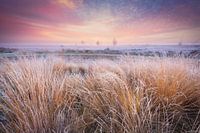 Cold morning on the Balloërveld - Drenthe, the Netherlands