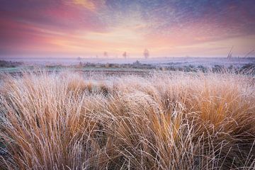 Cold morning on the Balloërveld - Drenthe, the Netherlands by Bas Meelker