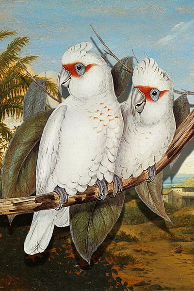 Deux Perroquets Tropicaux van Marja van den Hurk