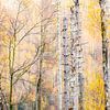 Wald im Wandel von Daniela Beyer
