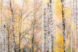Wald im Wandel