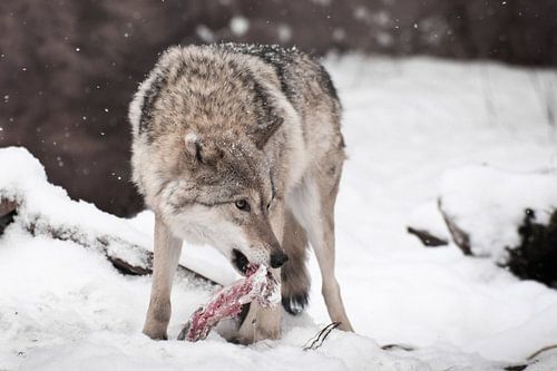 Predatory wolf with a piece of meat in the mouth looking around fearfully, afraid to lose prey. snow