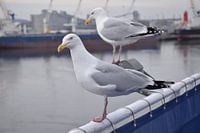 2 meeuwen op railing