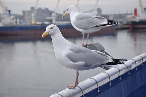 2 gulls on railing