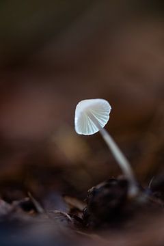 Witte paddenstoel van Anita Visschers