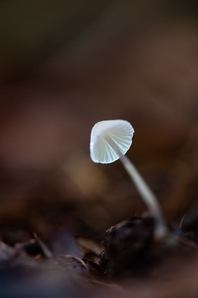 Weißer Pilz von Anita Visschers