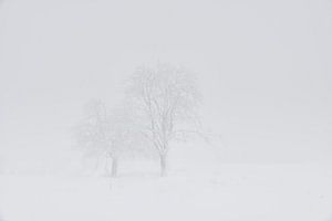 Witte Wereld