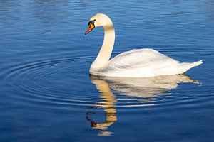 Schwan