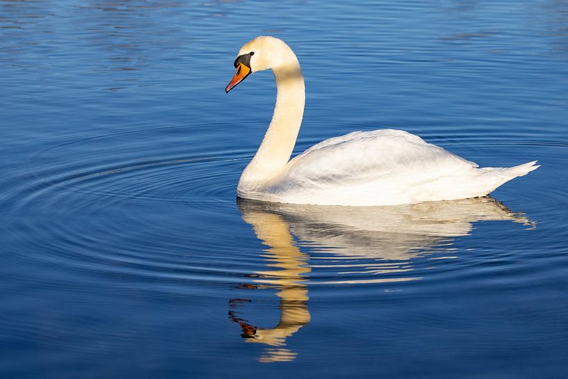 Swan van Andreas Müller