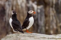 Puffin