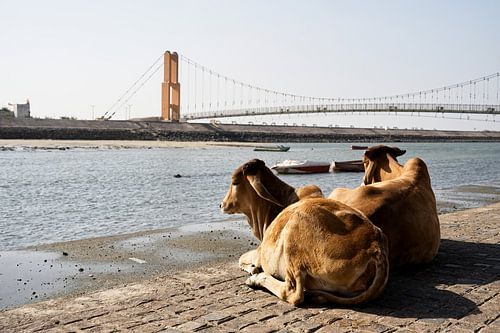 Two cows facing the Dwarka bridge
