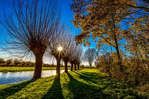 Willows in the meadow