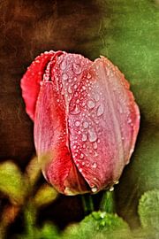 Tulip by Christine Bässler