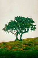 Fairy duo of trees on a misty slope IV | Fanal | Madeira | Travel photography