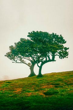 Feeëriek duo bomen op een mistige helling IV | Fanal | Madeira | Reisfotografie van Daan Duvillier | Dsquared Photography