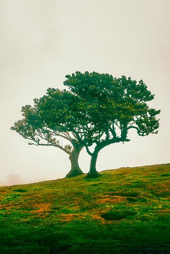 Feenhaftes Baumduo an einem nebligen Hang IV | Fanal | Madeira | Reisefotografie