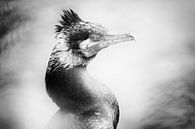 Portrait d'un cormoran (gros plan, noir et blanc) par Fotografie Jeronimo Aperçu